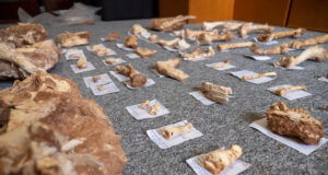 Στο φως απολιθωμένα οστά ζώων που έζησαν στη Λέσβο πριν από 2 εκατ. χρόνια