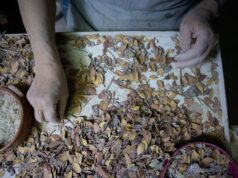 Η μαστίχα, ο «λευκός χρυσός» της Χίου
