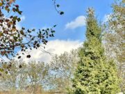 Απόψε η φωταγώγηση του Χριστουγεννιάτικου Δέντρου στην Πλατεία Αθηνών