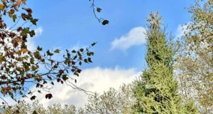 Απόψε η φωταγώγηση του Χριστουγεννιάτικου Δέντρου στην Πλατεία Αθηνών