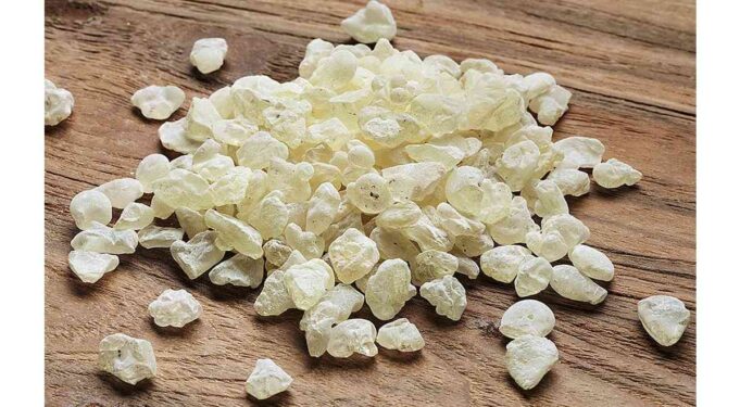 Χίος: Ξεκίνησαν οι έρευνες για την παραγωγή ορεινής μαστίχας