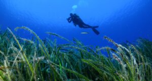 Greece’s valuable ‘blue forests’ reveal their secrets