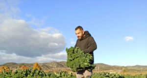 Ο μαθηματικός που δημιουργεί εξατομικευμένα λαχανικά για εστιατόρια δημιουργικής κουζίνας