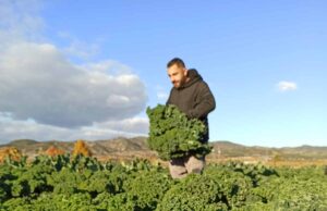 Ο μαθηματικός που δημιουργεί εξατομικευμένα λαχανικά για εστιατόρια δημιουργικής κουζίνας