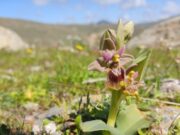 Οι ανθισμένες άγριες ορχιδέες στο Πάρκο του Απολιθωμένου Δάσους