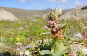Οι ανθισμένες άγριες ορχιδέες στο Πάρκο του Απολιθωμένου Δάσους