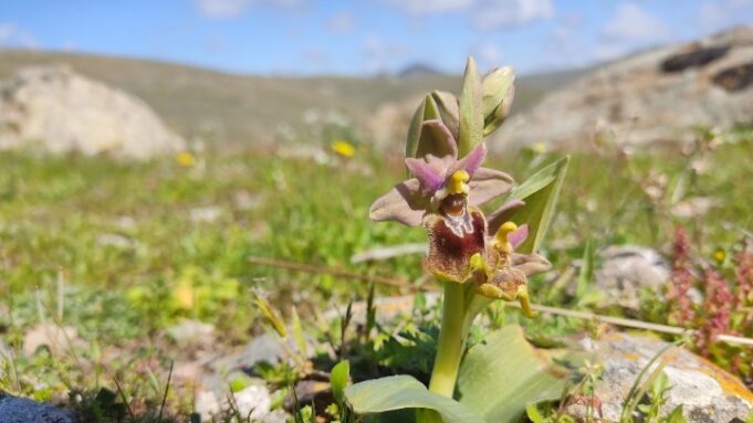 Οι ανθισμένες άγριες ορχιδέες στο Πάρκο του Απολιθωμένου Δάσους