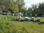 Το ανθόμελο «Μέλι Κισσούρι» από την Κάρυστο στο επίσημο Μητρώο της ΕΕ για τις ΠΟΠ