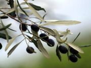 Υποχωρούν οι τιμές στο ελαιόλαδο – «Επανέρχεται η ισορροπία στην αγορά»