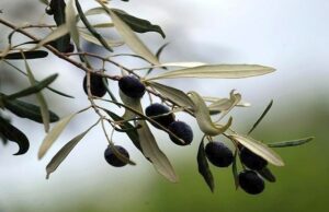 Υποχωρούν οι τιμές στο ελαιόλαδο – «Επανέρχεται η ισορροπία στην αγορά»