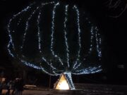 Χριστούγεννα: Το φωτισμένο πουρνάρι της Σκλίβανης