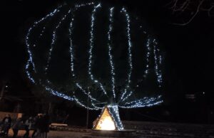 Χριστούγεννα: Το φωτισμένο πουρνάρι της Σκλίβανης