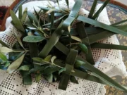 Kέρκυρα: Τα «Βάγια» στις εκκλησίες, χαρακτηριστική νότα στην κορφιάτικη πασχαλινή συμφωνία