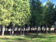 Τα Δέντρα της Ψυχής μου