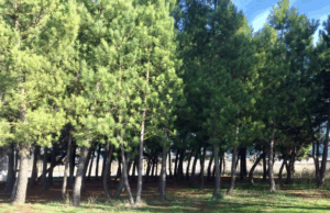 Τα Δέντρα της Ψυχής μου