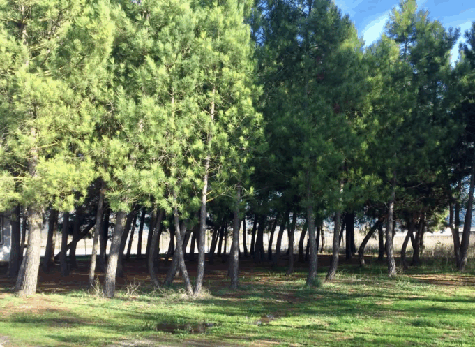 Τα Δέντρα της Ψυχής μου