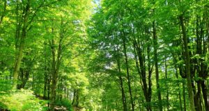 Άνοιξη στο χρυσοφόρο Παγγαίο, το βουνό των θρύλων και των παραδόσεων