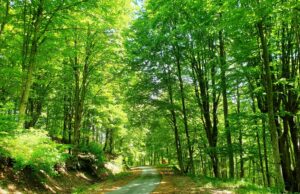 Άνοιξη στο χρυσοφόρο Παγγαίο, το βουνό των θρύλων και των παραδόσεων