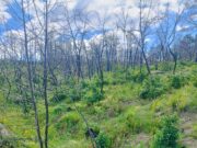 Η Δαδιά αναγεννάται από τις στάχτες της