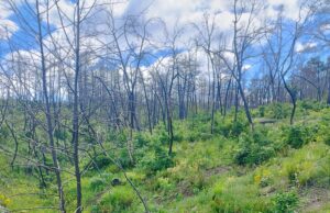 Η Δαδιά αναγεννάται από τις στάχτες της