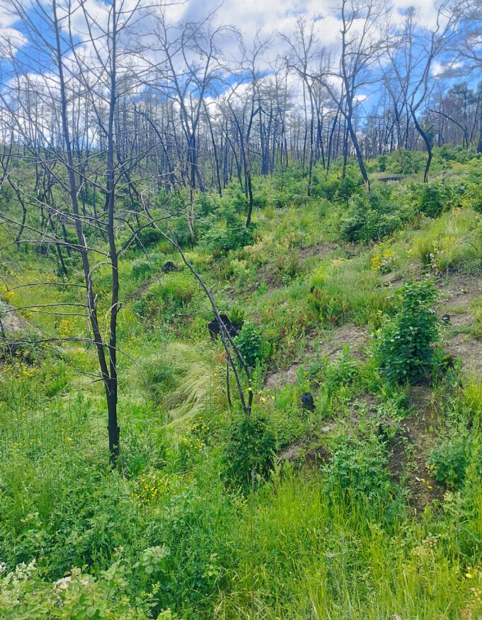Η Δαδιά αναγεννάται από τις στάχτες της