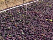 Ενθαρρυντικές ενδείξεις για τη φετινή παραγωγή της κορινθιακής σταφίδας