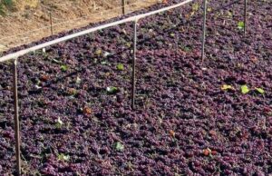 Ενθαρρυντικές ενδείξεις για τη φετινή παραγωγή της κορινθιακής σταφίδας