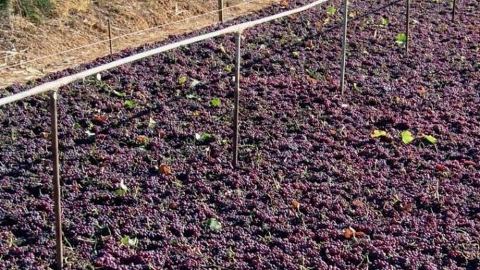 Ενθαρρυντικές ενδείξεις για τη φετινή παραγωγή της κορινθιακής σταφίδας