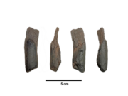 Scientists discover the oldest known wooden tools in Megalopolis, Arcadia