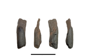 Scientists discover the oldest known wooden tools in Megalopolis, Arcadia