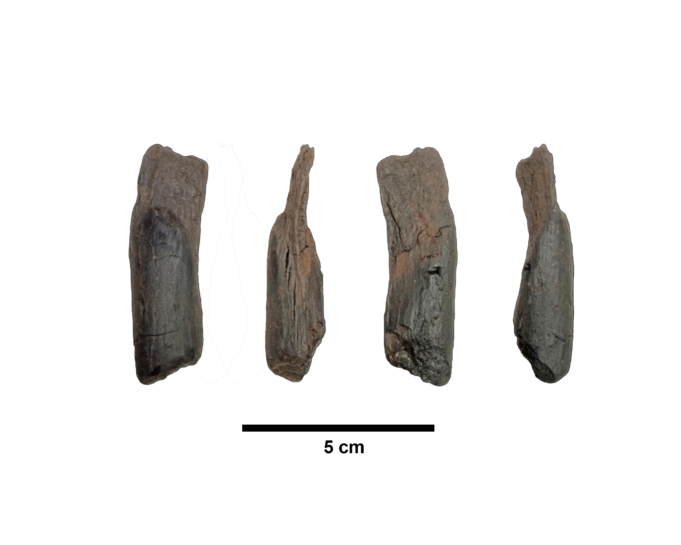 Scientists discover the oldest known wooden tools in Megalopolis, Arcadia