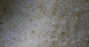 Πολύτιμα για τη Χίο τα «δάκρυα» του μαστιχόδεντρου