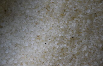 Πολύτιμα για τη Χίο τα «δάκρυα» του μαστιχόδεντρου