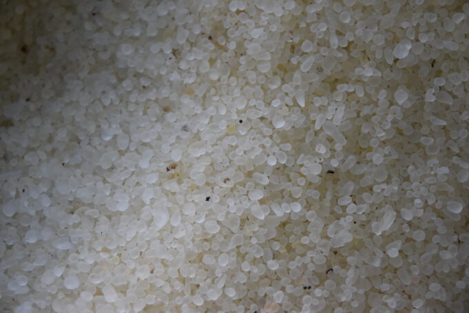 Πολύτιμα για τη Χίο τα «δάκρυα» του μαστιχόδεντρου