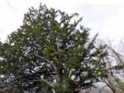 Δέντρο στέκει αγέρωχο στο Μπέλλες από τη Βυζαντινή Αυτοκρατορία