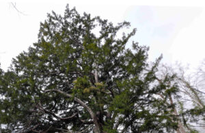 Δέντρο στέκει αγέρωχο στο Μπέλλες από τη Βυζαντινή Αυτοκρατορία