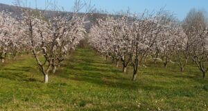 Πώς υποδέχονταν οι καραγκούνηδες του κάμπου την άνοιξη