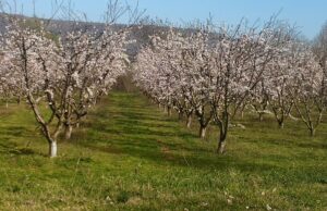 Πώς υποδέχονταν οι καραγκούνηδες του κάμπου την άνοιξη