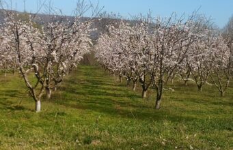 Πώς υποδέχονταν οι καραγκούνηδες του κάμπου την άνοιξη