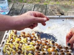 Το άναμμα των σαλιγκαριών στους Βαρυπατάδες στην Κέρκυρα