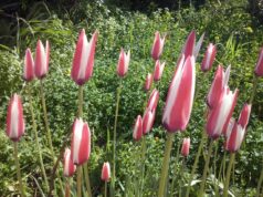 Στα κόκκινα λιβάδια της Χίου με τις τουλίπες της Λαμπρής