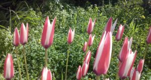 Στα κόκκινα λιβάδια της Χίου με τις τουλίπες της Λαμπρής