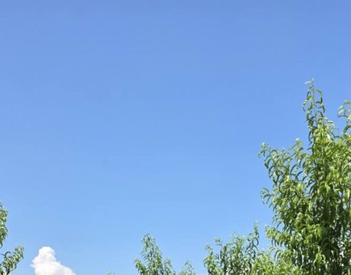 Από το Κεντάκι στην Ημαθία – Xημικός κάνει το χωράφι… τουριστικό προορισμό