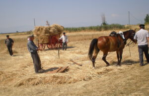 Όταν τα ανθρώπινα χέρια στον Θεσσαλικό κάμπο αντικαθιστούσαν τις μηχανές