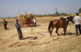 Όταν τα ανθρώπινα χέρια στον Θεσσαλικό κάμπο αντικαθιστούσαν τις μηχανές